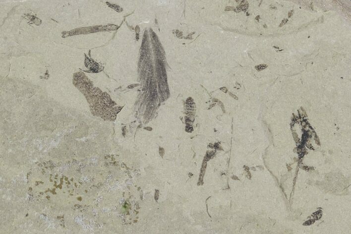 Fossil Feather & Insects - Green River Formation, Utah #97478